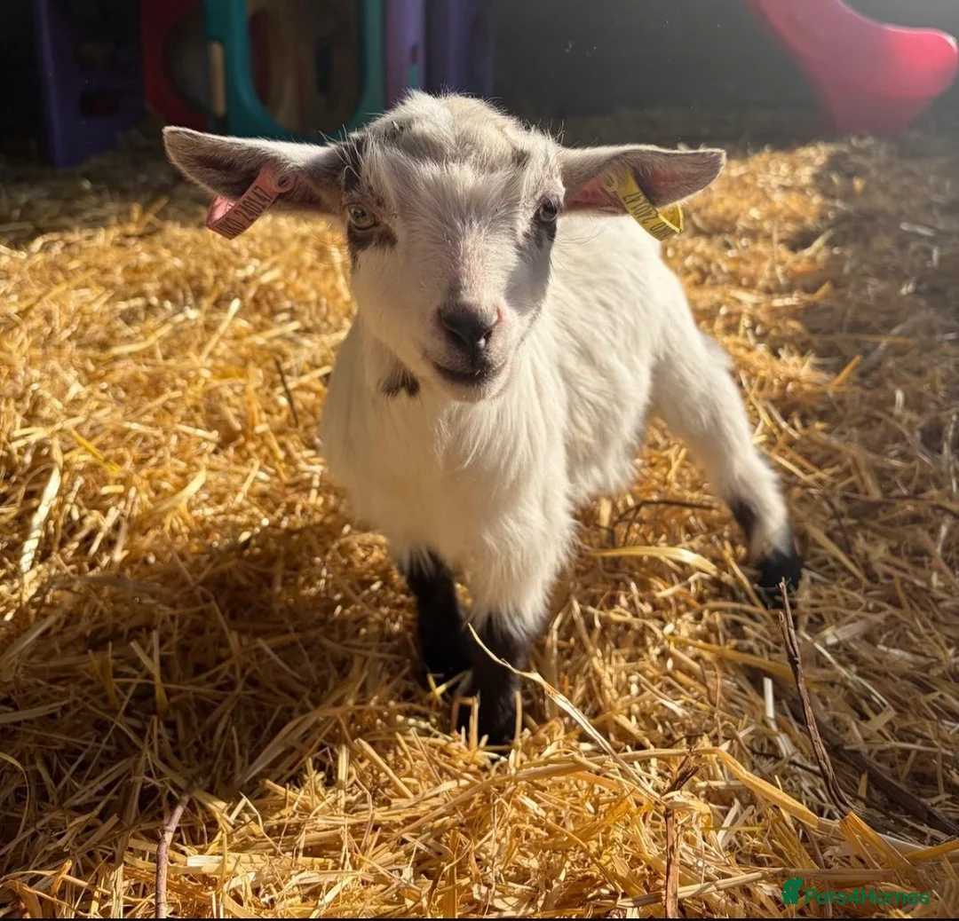 Goats livestock for sale: Beautiful goat kids - Advert 1