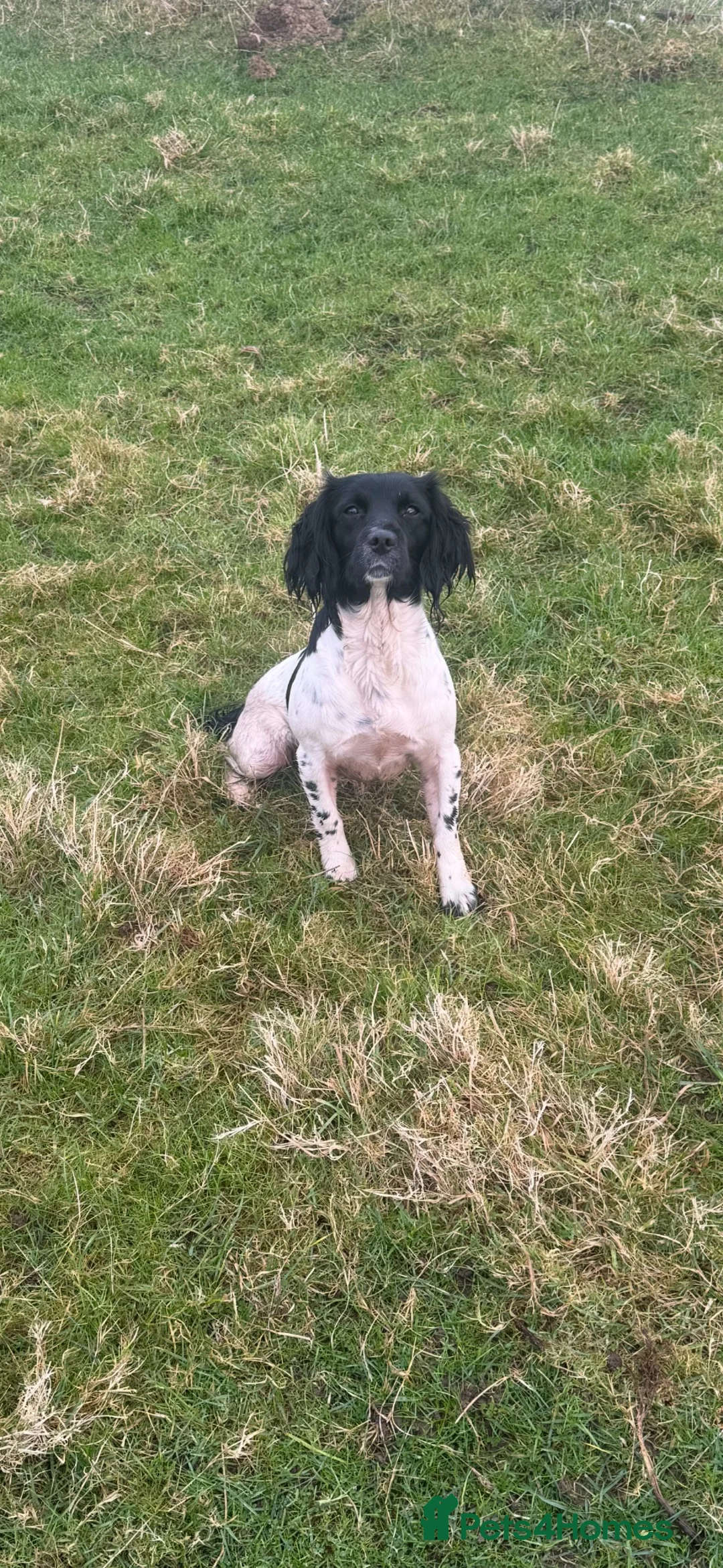 English Springer Spaniel dogs for sale: ENGLISH SPRINGER SPANIEL PUPS  - Advert 2