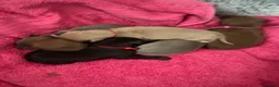 Italian Greyhound dogs for sale: Beautiful Italian greyhound puppies  - Advert 4
