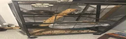 Chinchilla rodents for sale: Female chinchilla in Hull - Advert 6