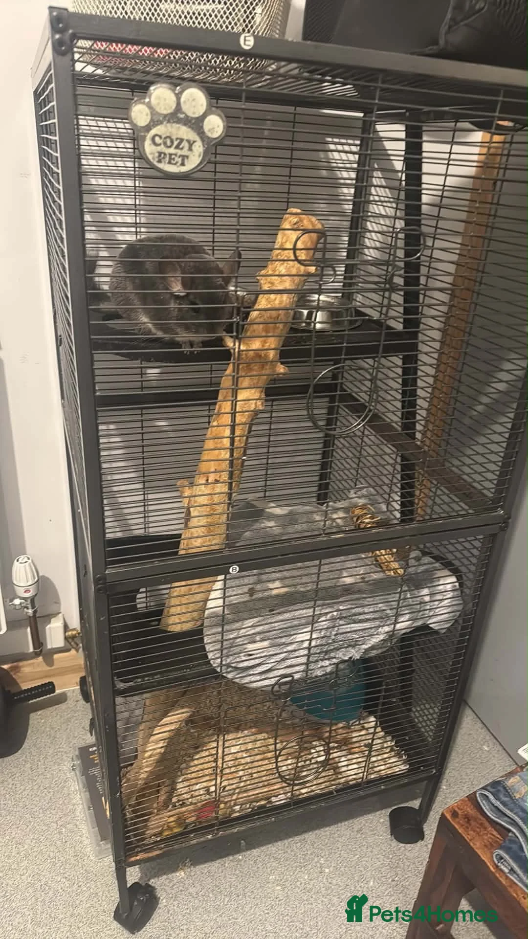 Chinchilla rodents for sale: Female chinchilla in Hull - Advert 6