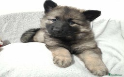 German Shepherd dogs for sale: BEAUTIFUL SABLE GERMAN SHEPHERD PUPS - Image 1