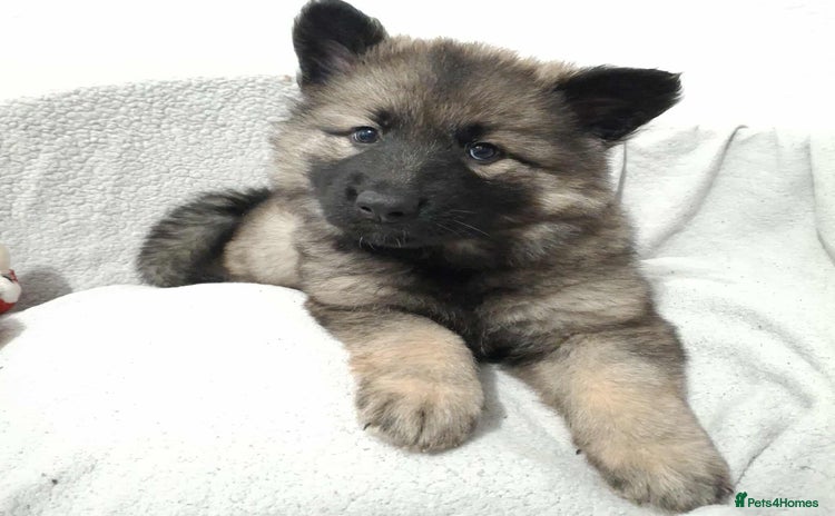 German Shepherd dogs - Advert 1