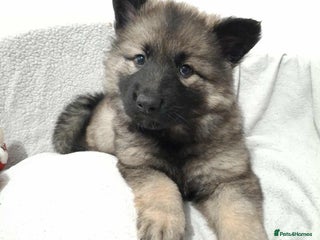 German Shepherd dogs - Advert 1