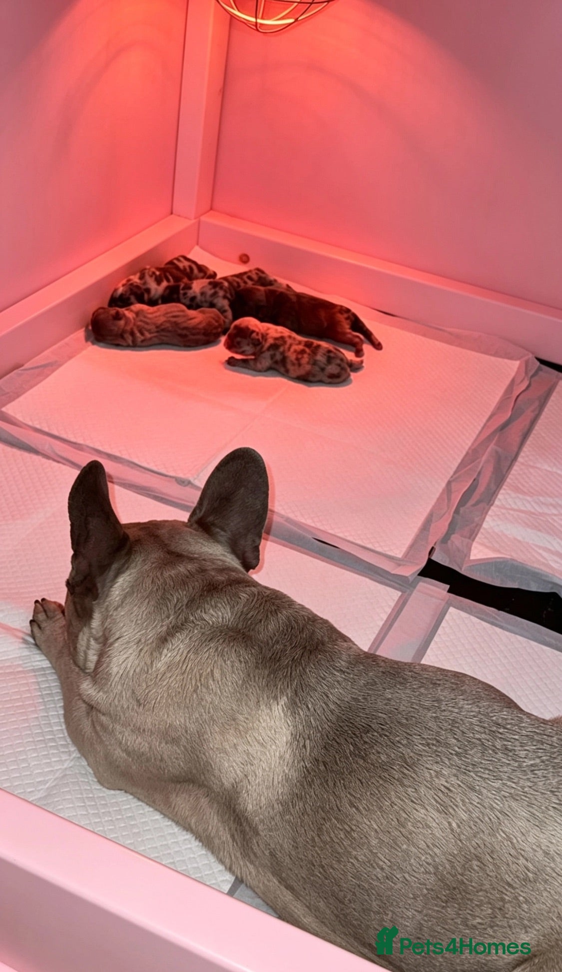 French Bulldog dogs French bulldog puppies looking for forever homes  - Advert 1