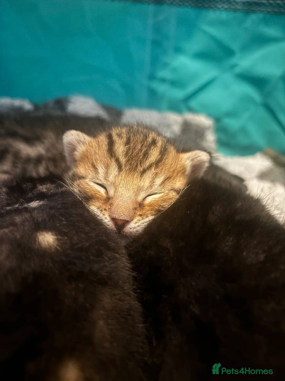 Bengal cats for sale: 3 Beautiful unique Bengal Babies  - Advert 20