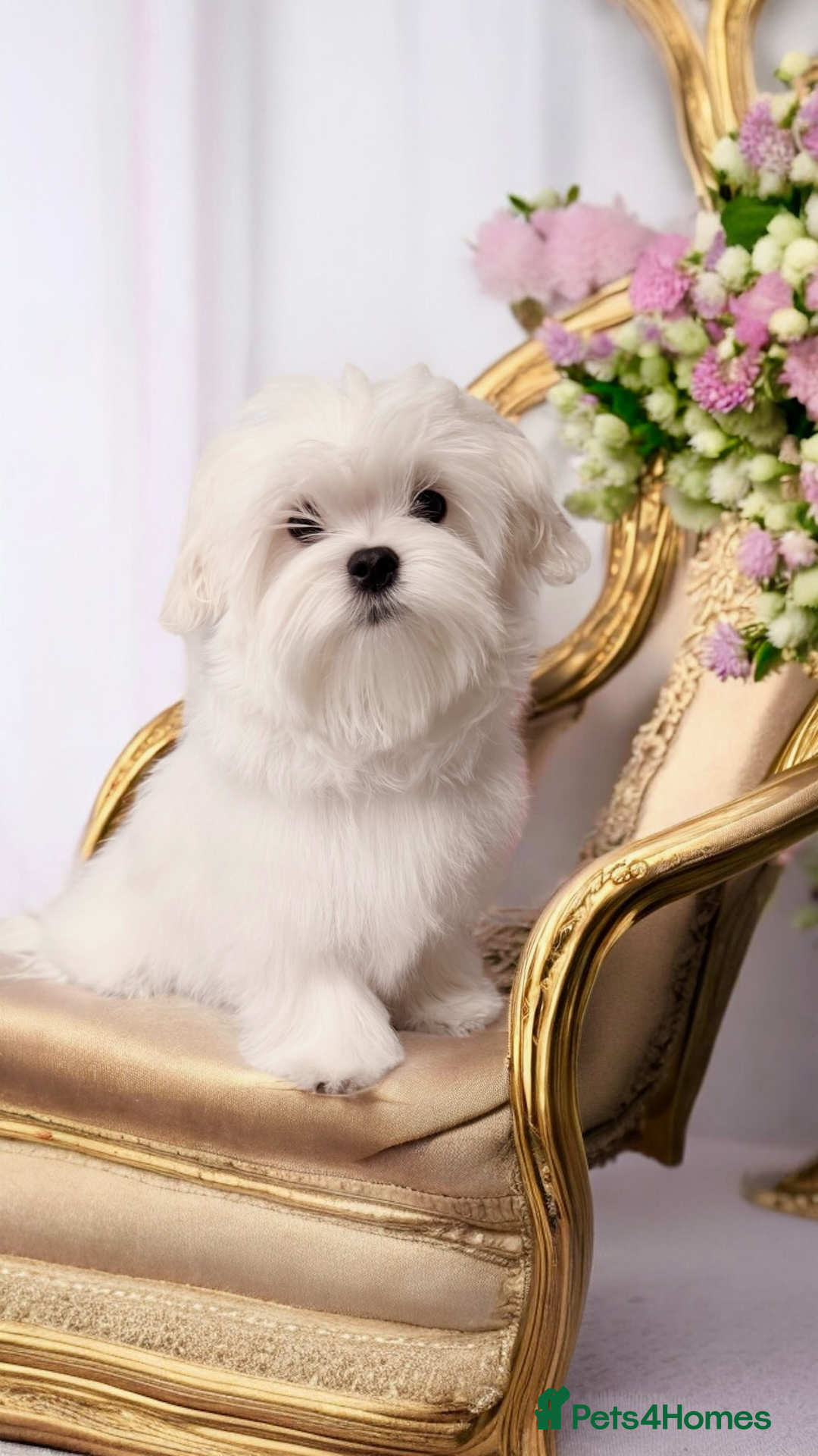 Maltese dogs 💎Last Boy Show Line Korean Maltese  Available💎 - Advert 1