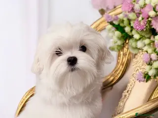 Maltese dogs 💎Last Boy Show Line Korean Maltese Available💎 - Advert 1
