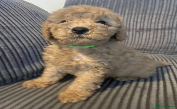 Cavapoo dogs - Advert 9