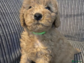 Cavapoo dogs - Advert 8