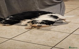 Mixed Breed dogs for sale: Mixed breed puppy. - Image 8