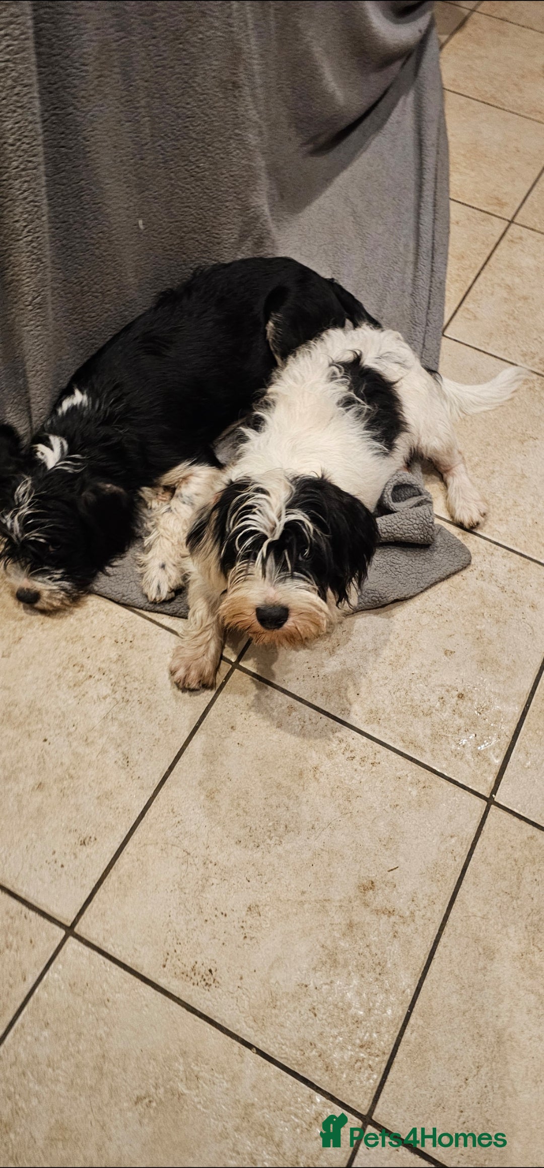 Mixed Breed dogs for sale: Mixed breed puppy. - Image 8
