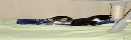 Mixed Breed cats for sale: Bengal mixed breed kittens  in Oldham - Advert 6
