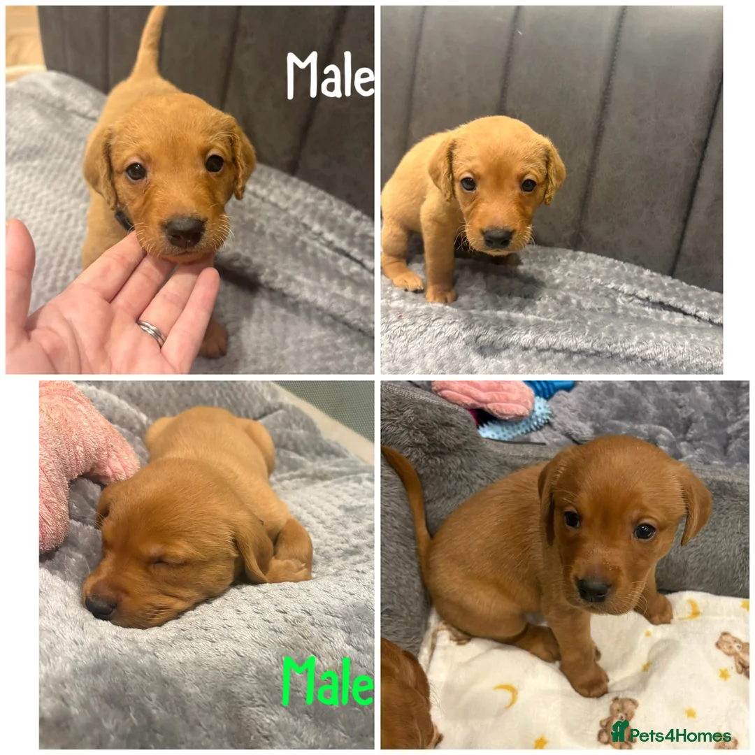 Labrador Retriever dogs for sale: KC Registered Fox Red Labrador Puppies - Advert 2