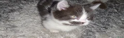 Munchkin cats for sale: Munchkin kittens - Advert 16