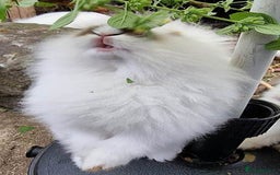 Mixed Breed rabbits for sale: Very pretty soft fluffy bunnies - Image 5