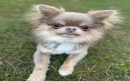 Chihuahua dogs for stud: Adorable long coat Chihuahua with 4 generations ❤️ in Dorchester - Image 1