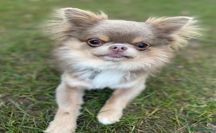 Chihuahua dogs in Dorchester - Advert 12