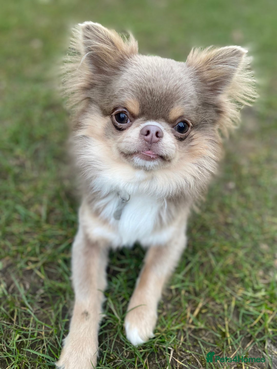 Chihuahua dogs for stud: Adorable long coat Chihuahua with 4 generations ❤️ in Dorchester - Image 1