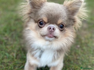 Chihuahua dogs in Dorchester - Advert 8