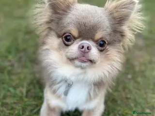 Chihuahua dogs Adorable long coat Chihuahua with 4 generations ❤️ in Dorchester - Advert 3