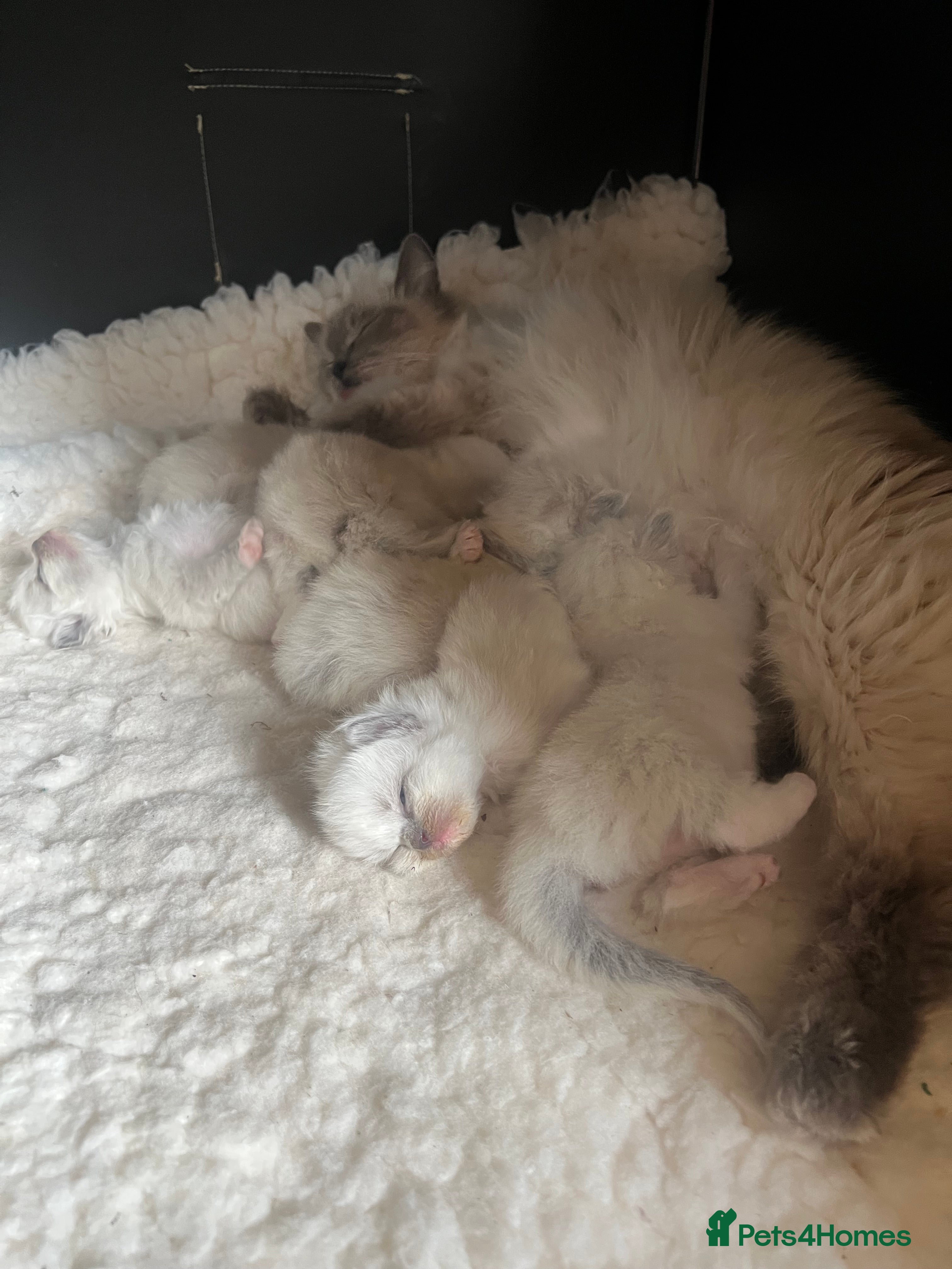 Ragdoll cats GCCF Reg 💕 Beautiful Ragdoll Kittens ChampionL 💕 - Advert 2