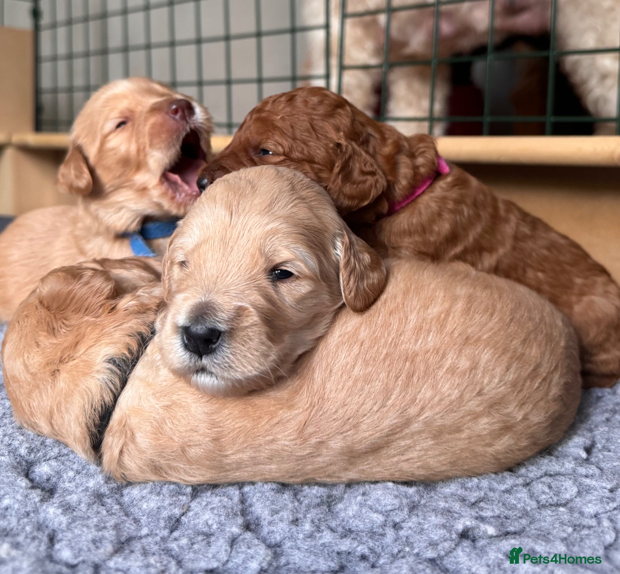 Mixed Breed dogs Australian Labradoodle puppies born 27th March  - Advert 17