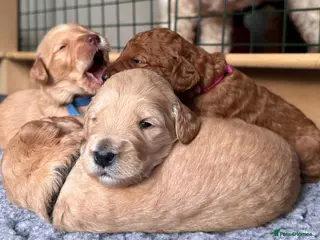 Mixed Breed dogs Australian Labradoodle puppies born 27th March - Advert 17