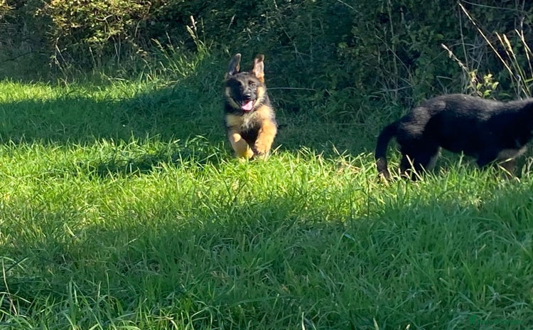 German Shepherd dogs - Advert 2