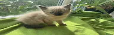 Ragdoll 3