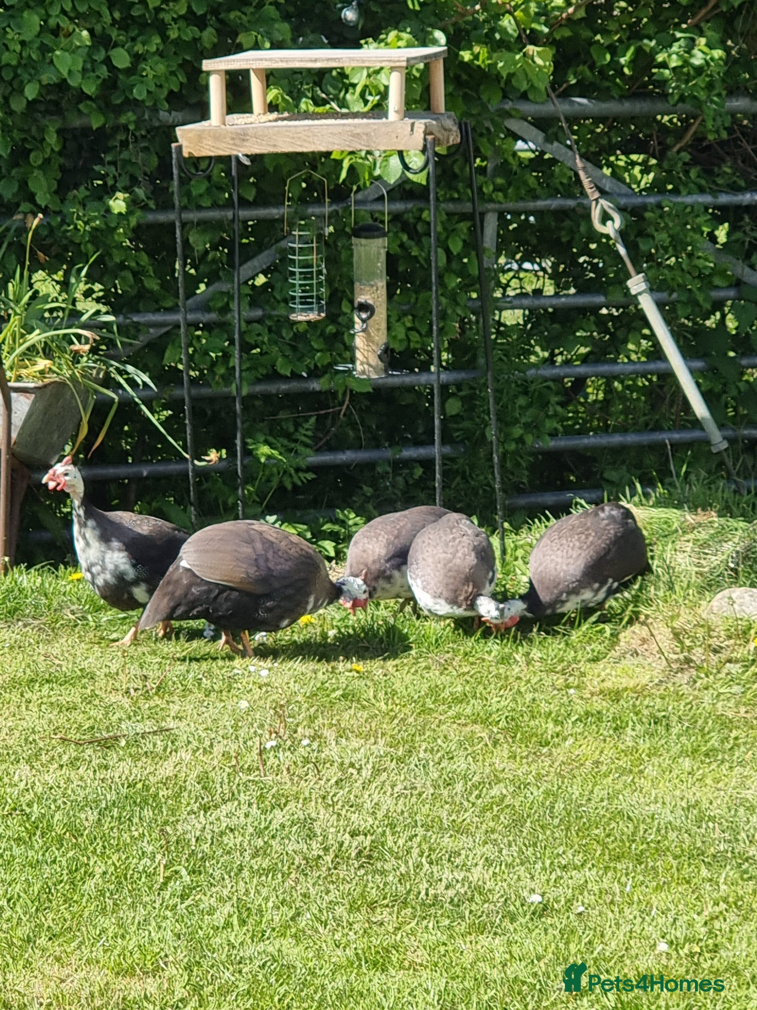 Mixed Breed birds 5 Guinea fowl for sale - Advert 9