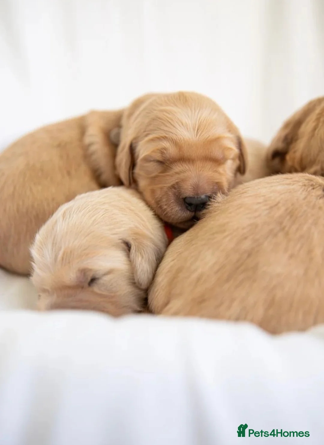 Golden Retriever dogs for sale: ✨chunky golden retriever puppies✨-amazing quality in London - Advert 4