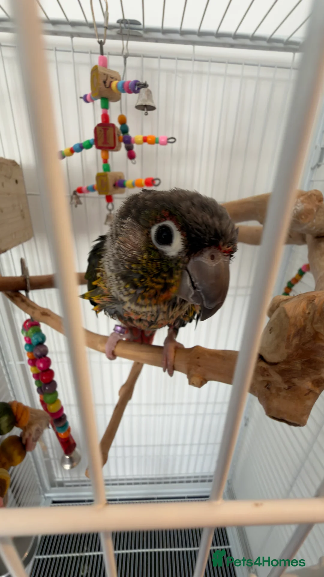 Parrots birds for sale: 2 talking baby parrots in South Ockendon - Advert 9
