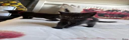 Mixed Breed cats for sale: Beautiful kitten - Advert 6