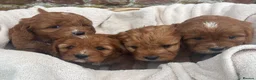 Cavapoo dogs for sale: Stunning DNA Tested Cavapoo F1 Puppies Red in Llandinam - Advert 2