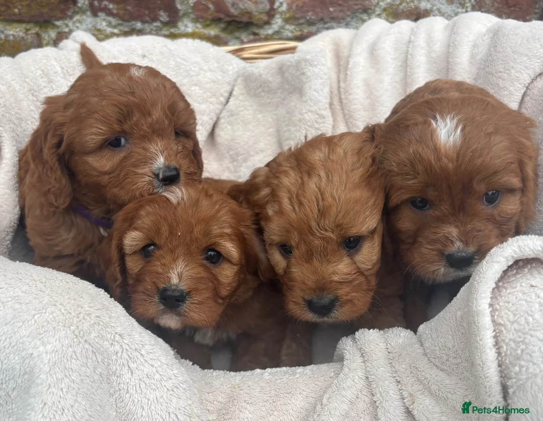 Cavapoo dogs for sale: Stunning DNA Tested Cavapoo F1 Puppies Red in Llandinam - Advert 2