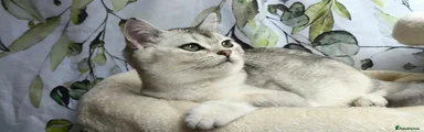 British Shorthair 2