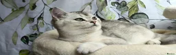 British Shorthair cats for sale: Pure British Shorthair boys❤️ in Barnsley - Advert 10