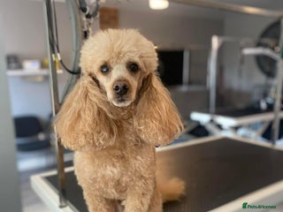 Poochon dogs - Advert 1