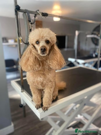 Poochon dogs - Advert 1