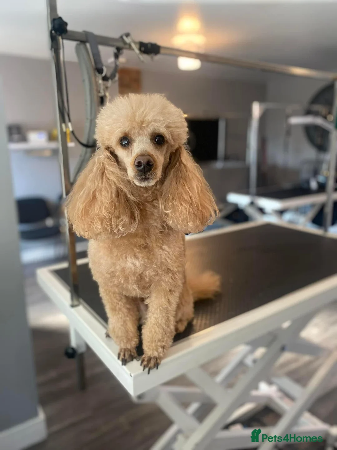 Poochon dogs for stud: KC RED TOY POODLE STUD - Advert 1