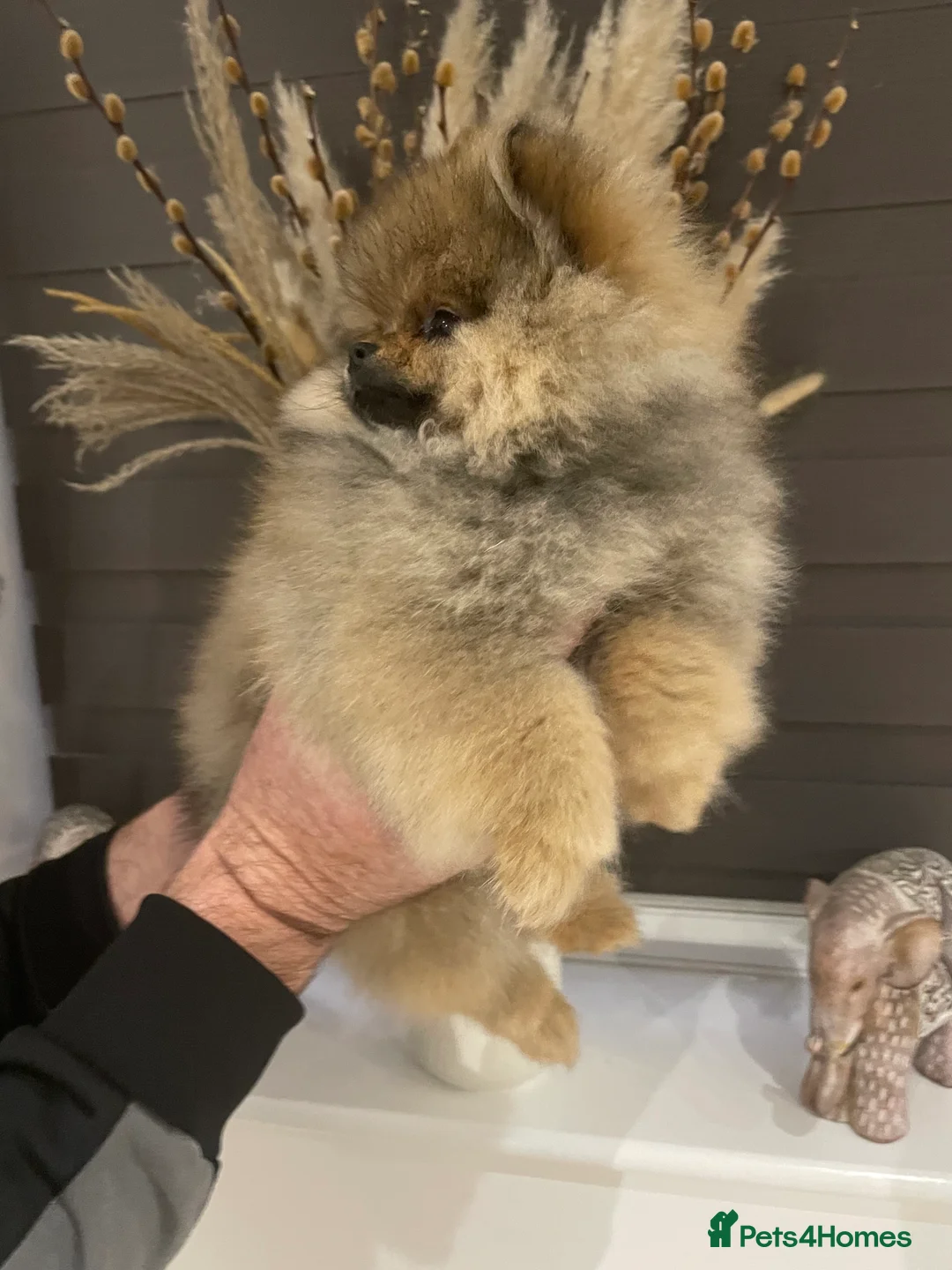 Pomeranian dogs for sale: KC Mini Pomerania  in Bristol - Advert 22