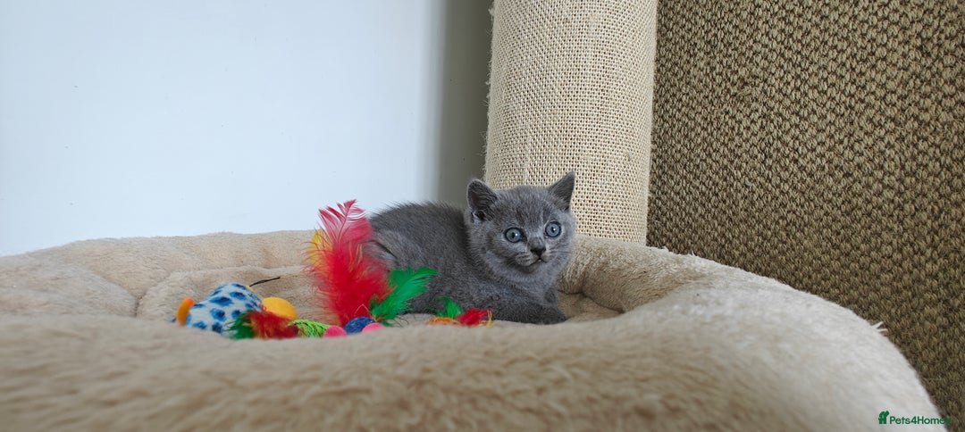 British Shorthair cats for sale: British shorthair blue/lilac kittens  - Image 7