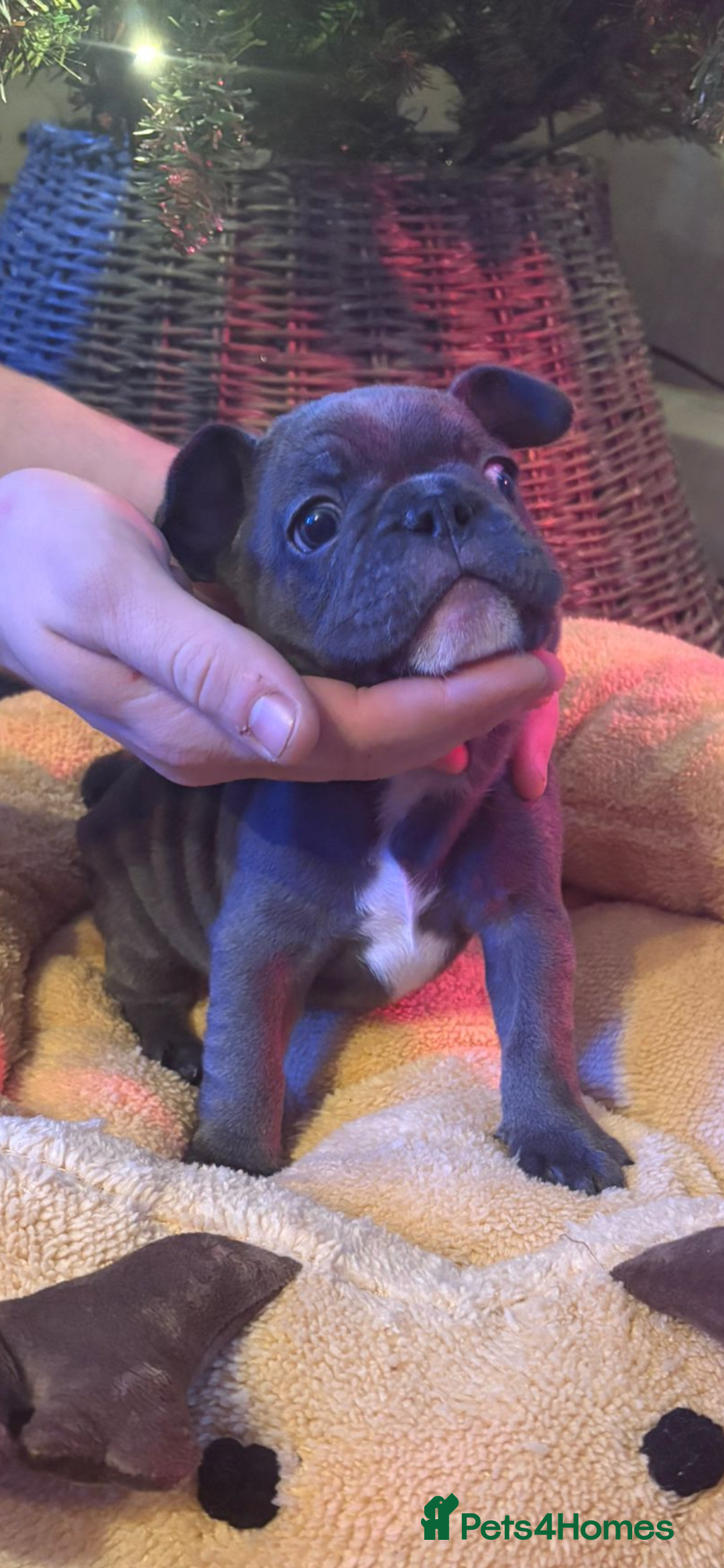 French Bulldog dogs for sale: French bulldog puppies - Advert 5