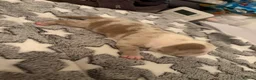 American Bully dogs for sale: Pocket Bullys - Advert 8