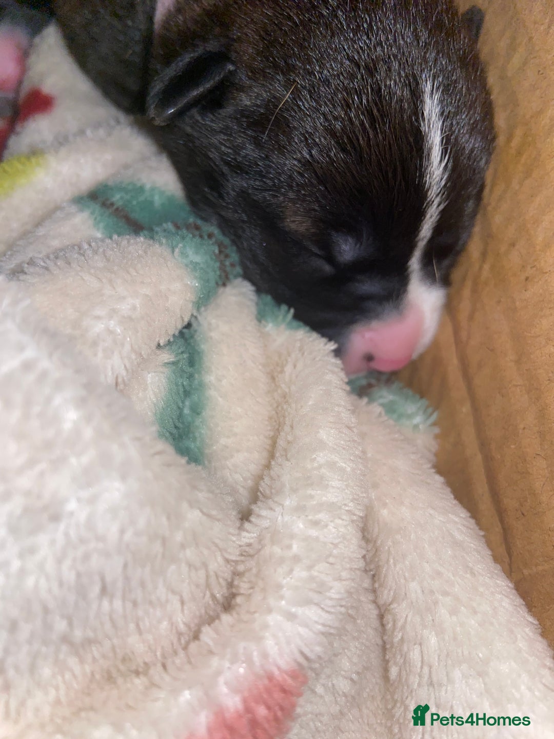 Mixed Breed dogs for sale: Staffy X puppies - Advert 7