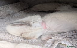 Ragdoll cats for sale: Ragdoll - home reared kittens - Image 17