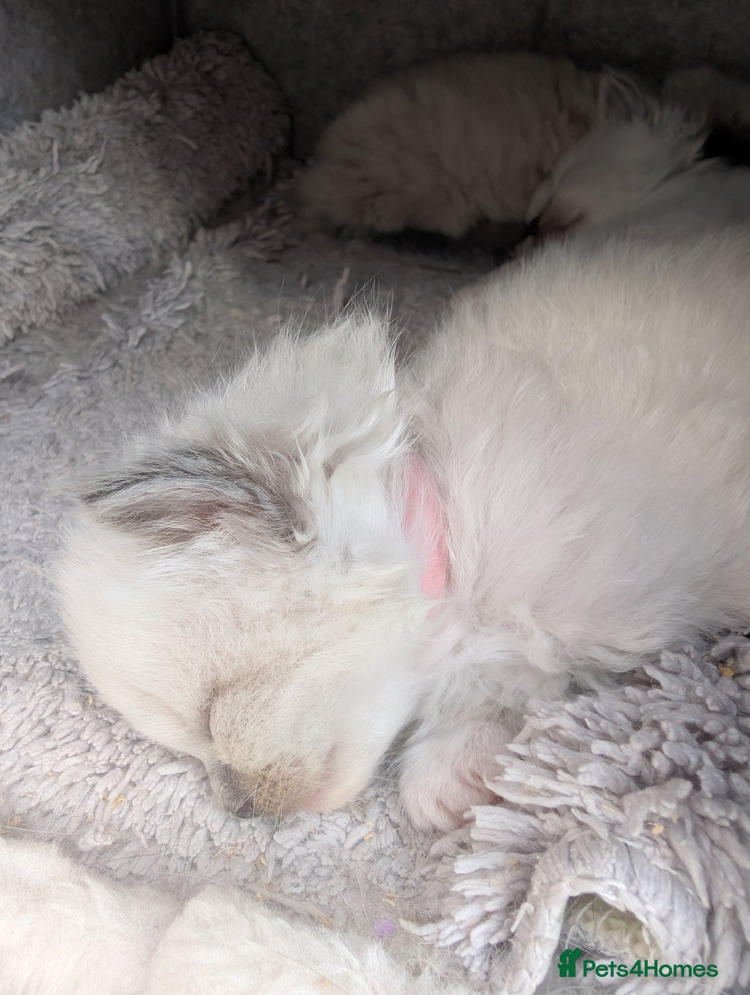 Ragdoll cats for sale: Ragdoll - home reared kittens - Image 17