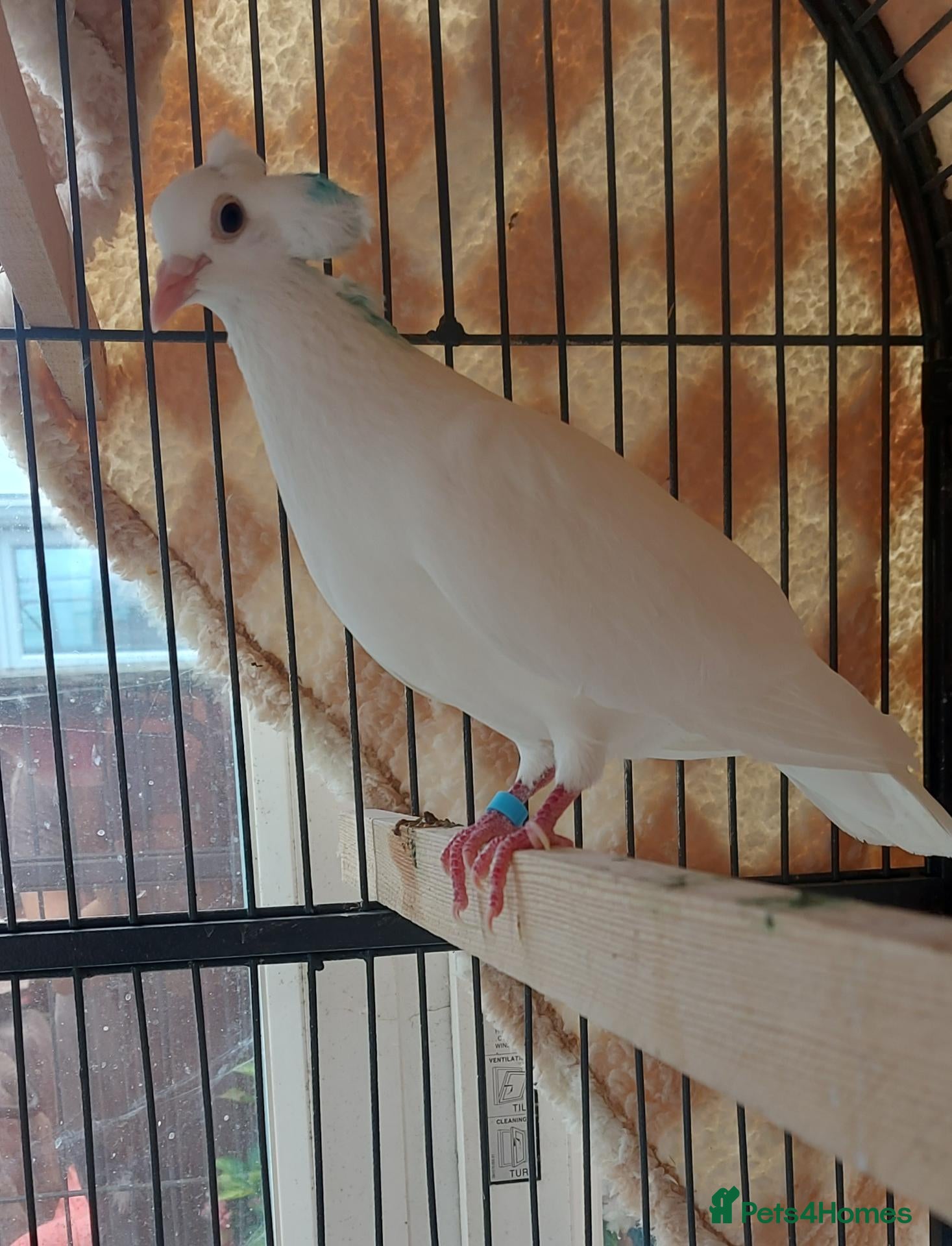 Pigeons birds Bonded females pigeon and dove pair. Free - Advert 14