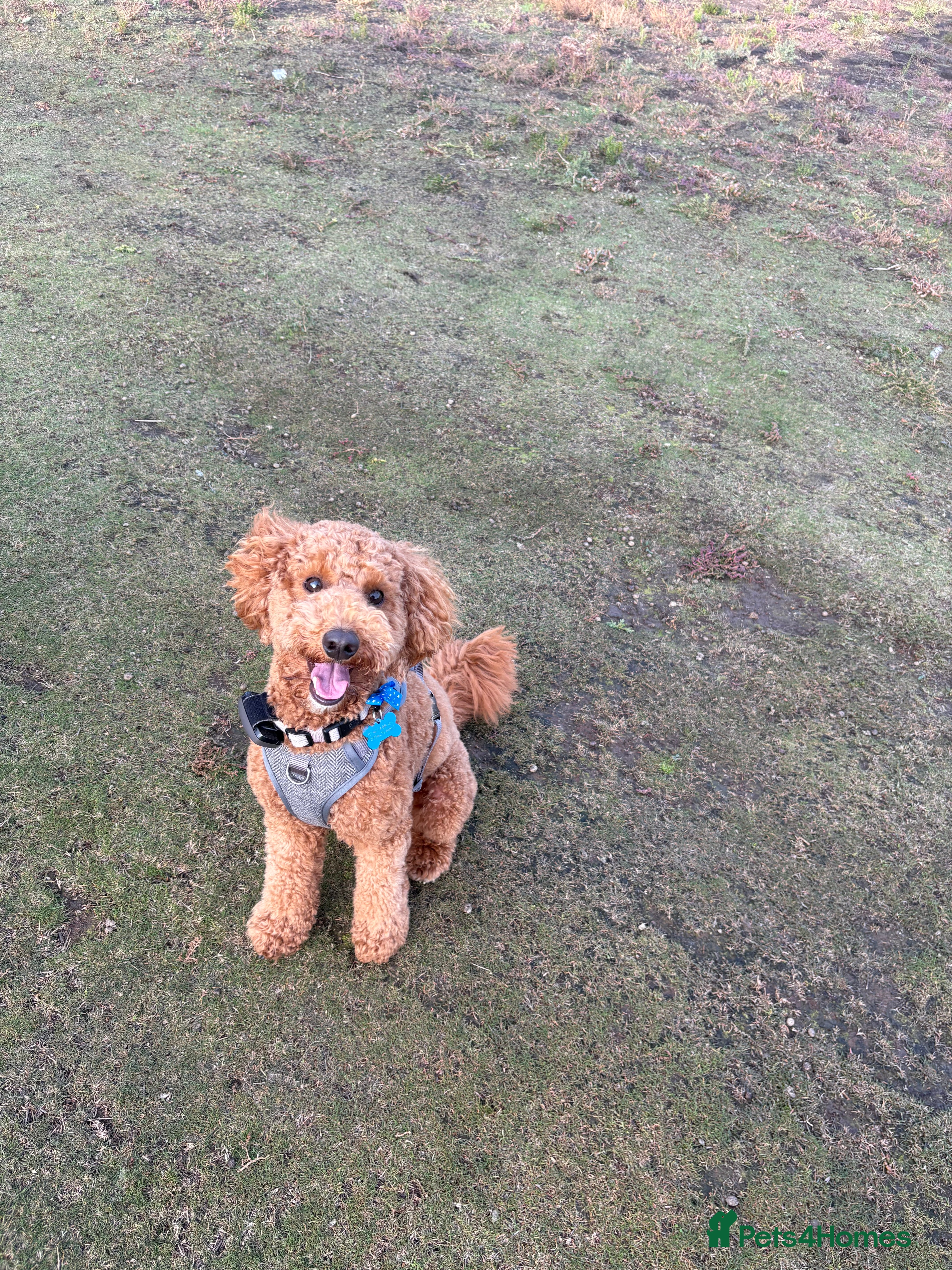 Cavapoo dogs Red cavapoo - Advert 7